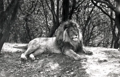 Un lion couché photographié au Zoo de Whipsnade, 1935